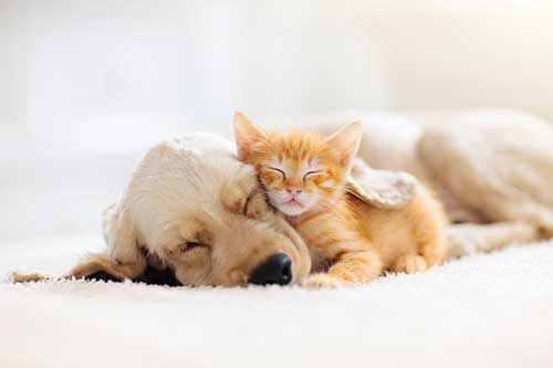 Amor Animal Hospital - Puppy & Kitten Care