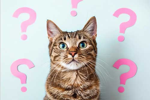Amor Animal Hospital - Frequently Asked Questions (FAQs)